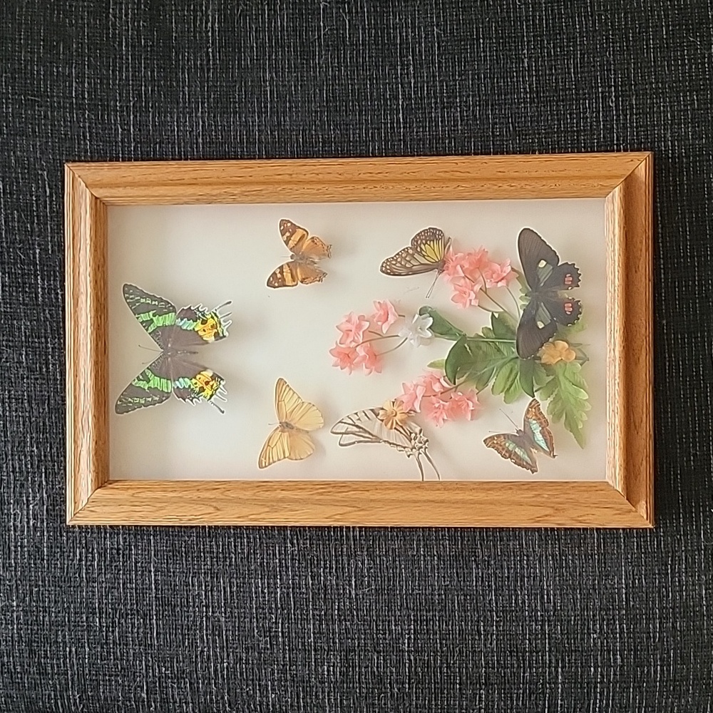 Butterfly Shadowbox Frame